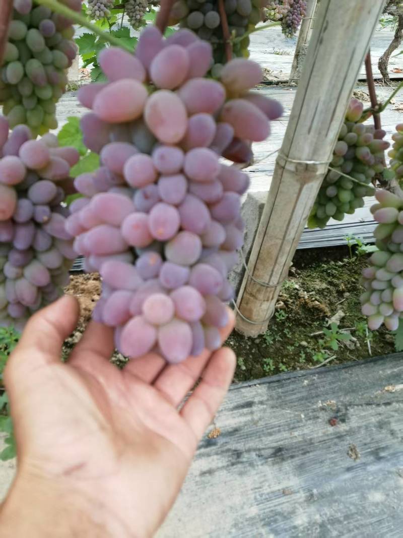 茉莉香葡萄着色香葡萄香味浓郁现摘现发