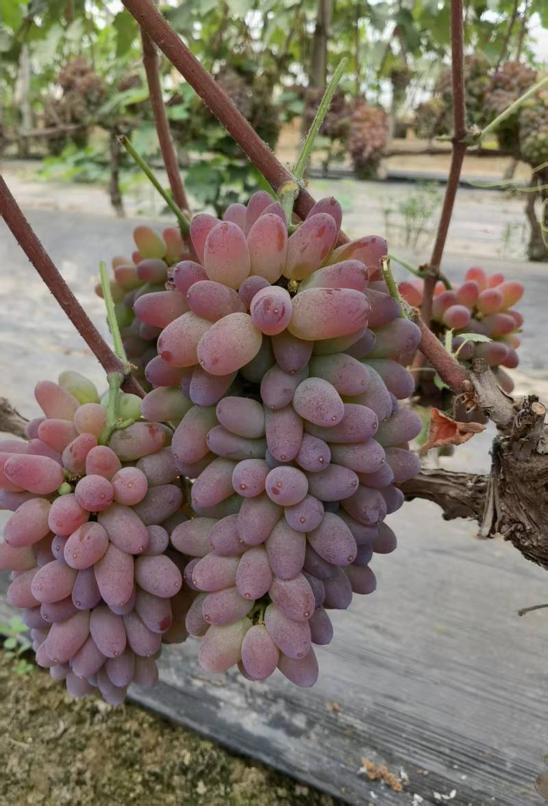 茉莉香葡萄着色香葡萄香味浓郁现摘现发