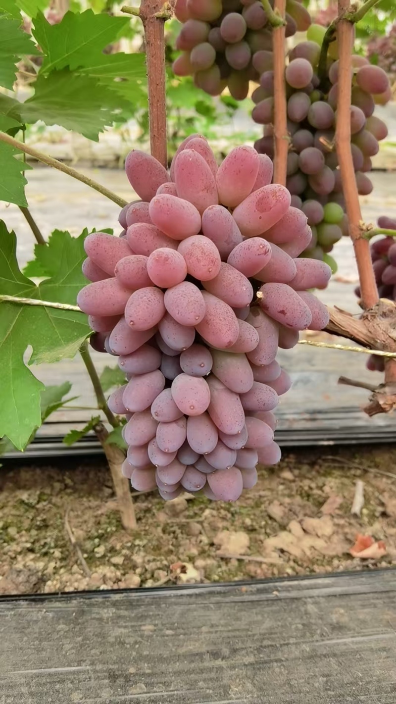 茉莉香葡萄着色香葡萄香味浓郁现摘现发
