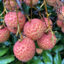 桂味荔枝