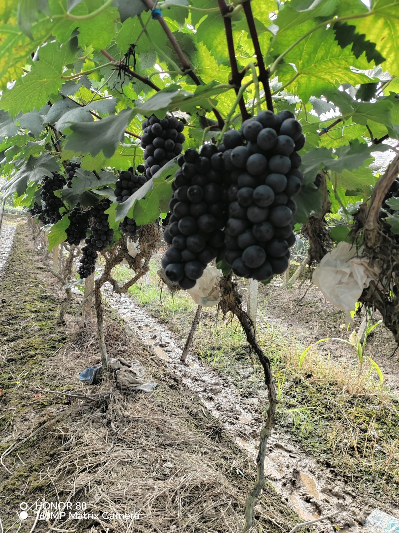 夏黑葡萄大量有货有需要的老板联系我可以代收代发，