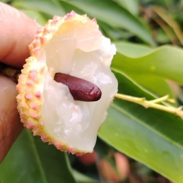 饶平小核桂味