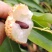 饶平小核桂味