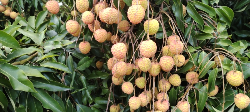 饶平小核桂味