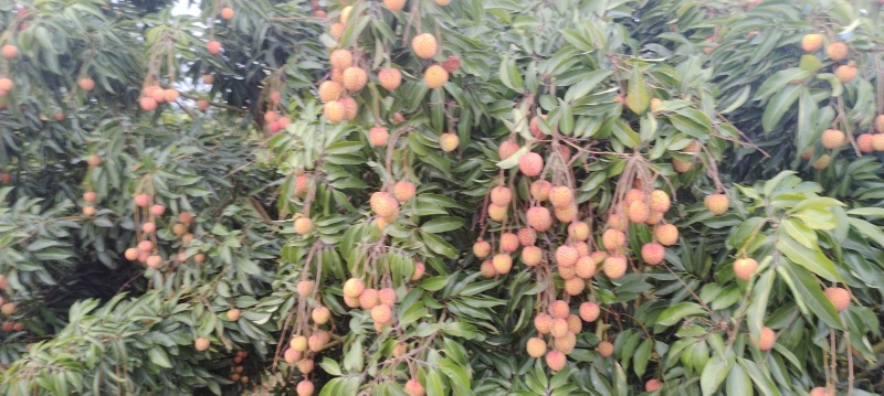 饶平小核桂味