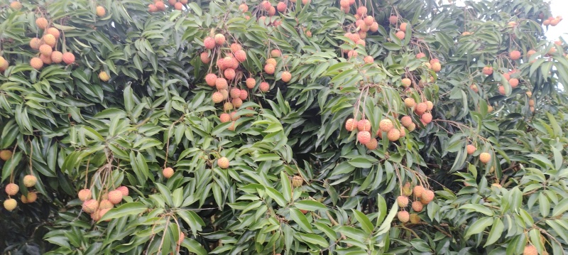 饶平小核桂味