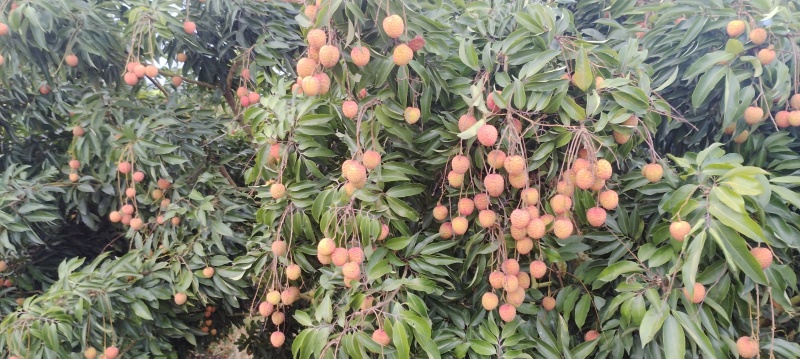 饶平小核桂味