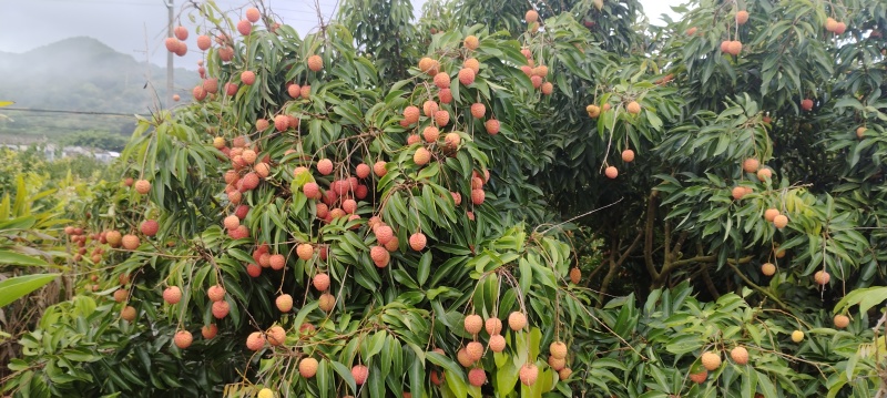 饶平小核桂味