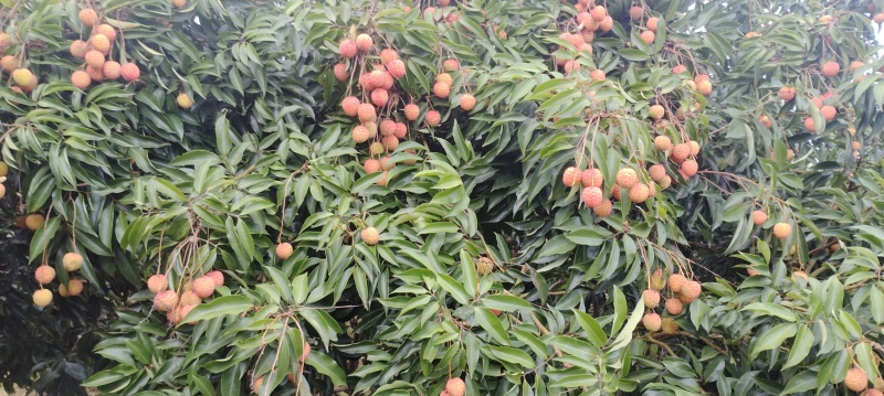 饶平小核桂味
