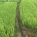 湿地松
