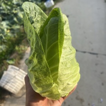 牛心菜