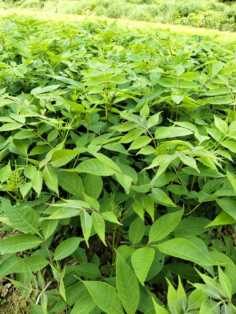 黄柏苗川黄柏苗厚皮黄柏苗
