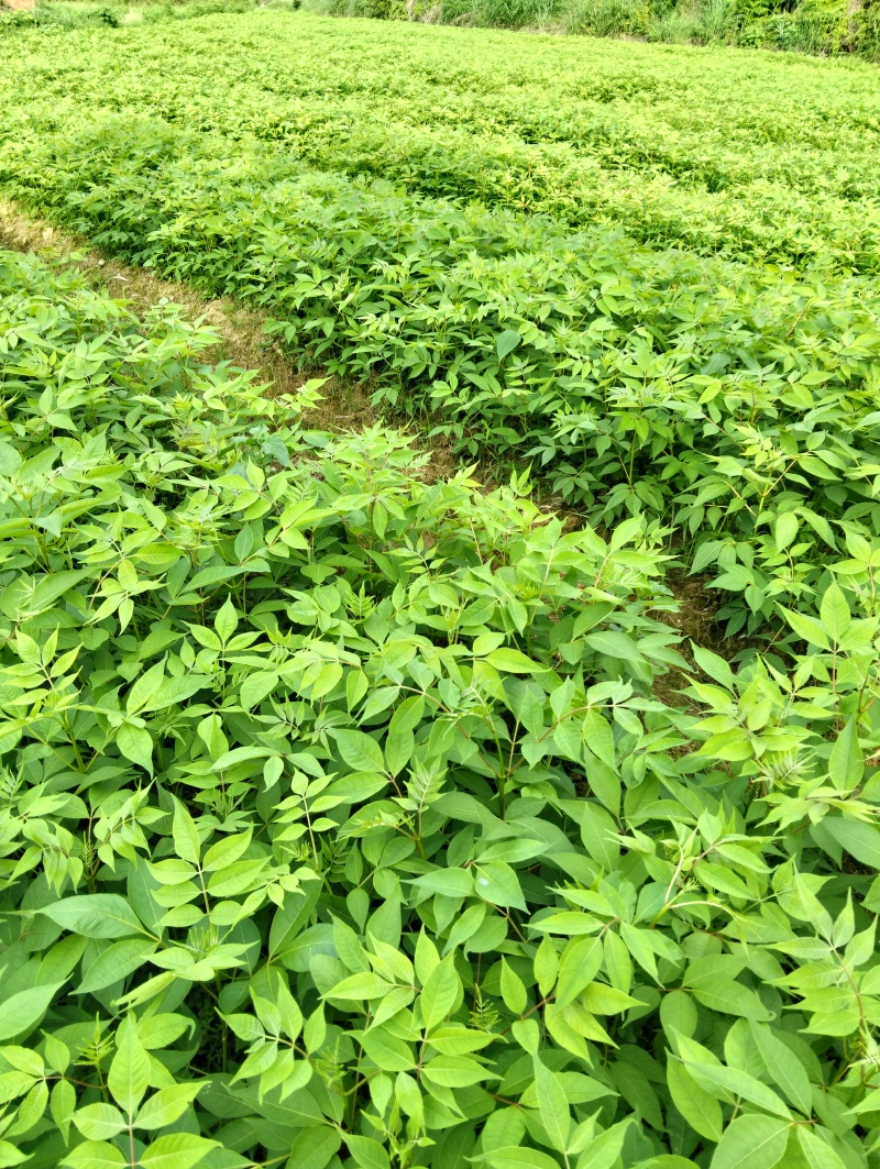 黄柏苗川黄柏苗厚皮黄柏苗
