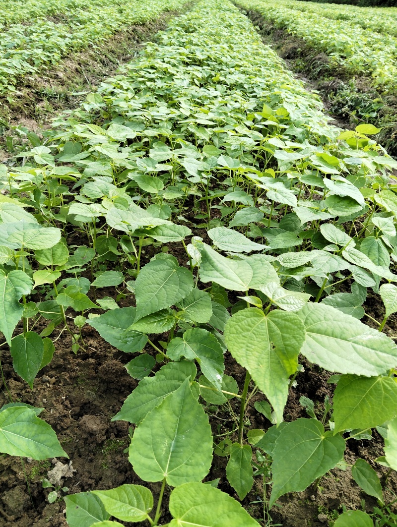 山桐子苗山桐子树苗