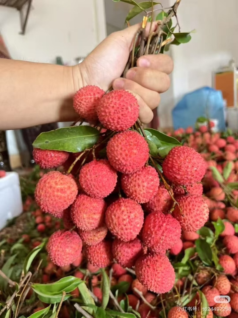 原产地桂味，1块5一斤