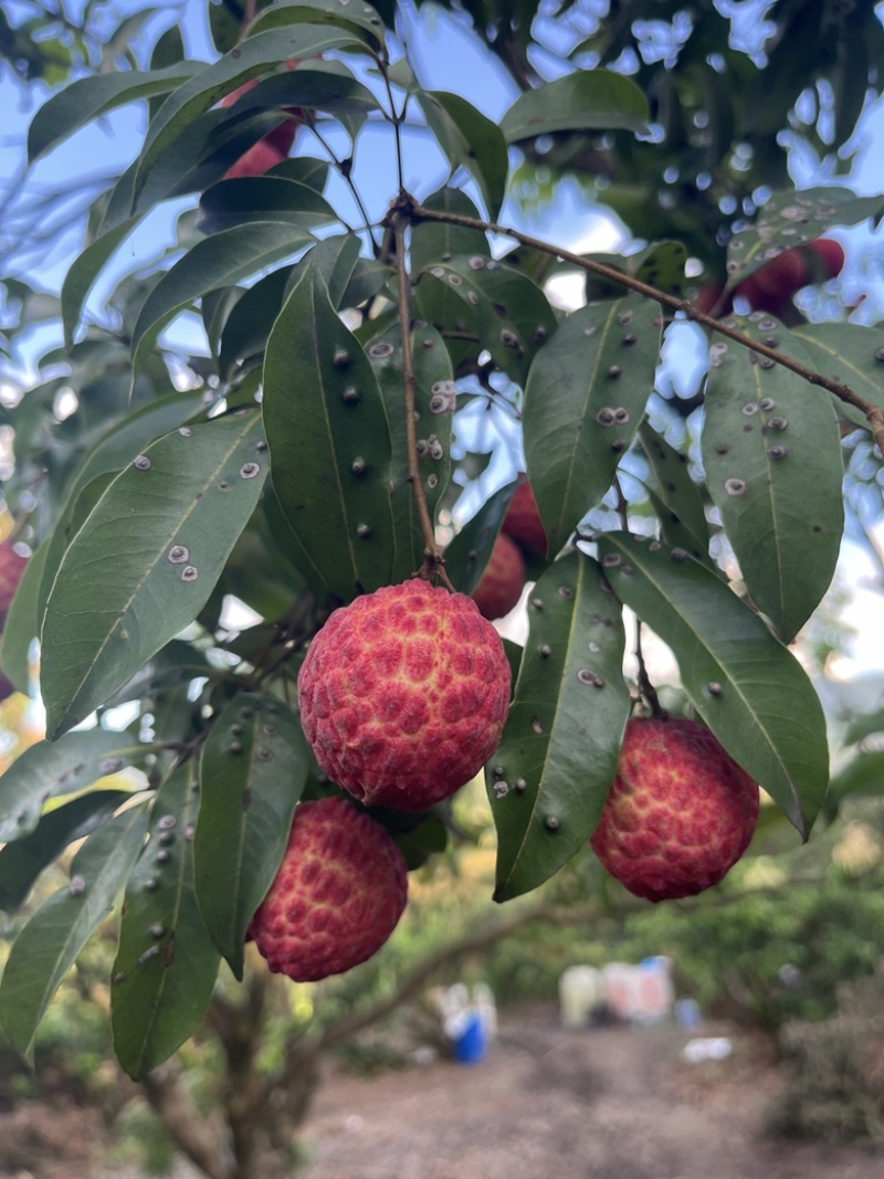糯米糍惠州沥林镇