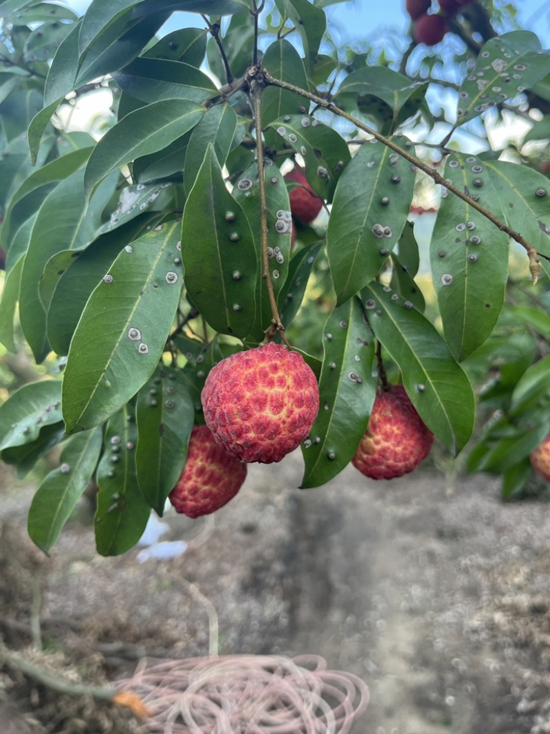 糯米糍惠州沥林镇