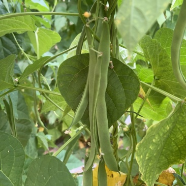 各种豆角，豆王架豆，白不老白芸豆，长豆角可一件代发