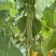 各种豆角，豆王架豆，白不老白芸豆，长豆角可一件代发