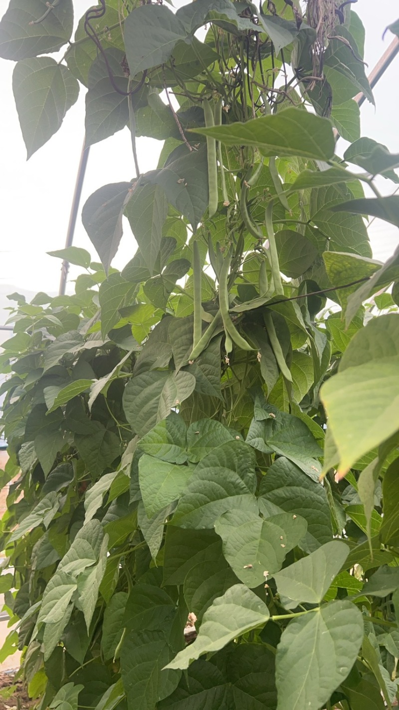 各种豆角，豆王架豆，白不老白芸豆，长豆角可一件代发