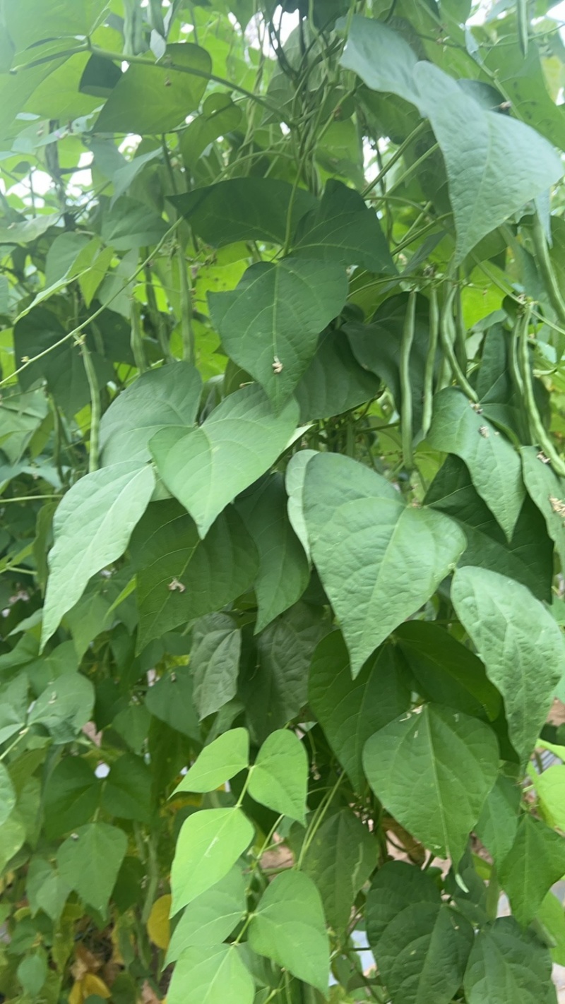 各种豆角，豆王架豆，白不老白芸豆，长豆角可一件代发