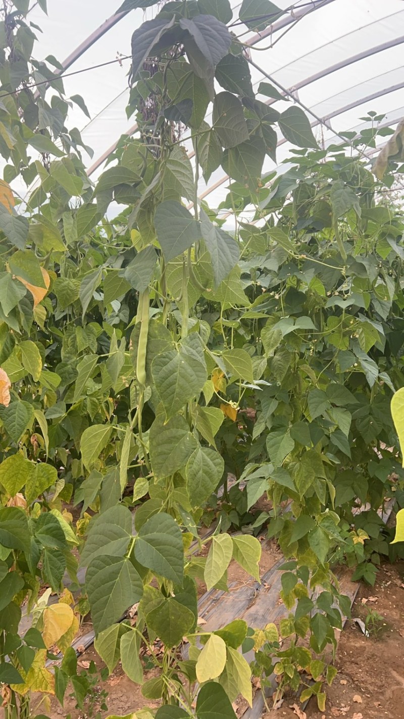 各种豆角，豆王架豆，白不老白芸豆，长豆角可一件代发