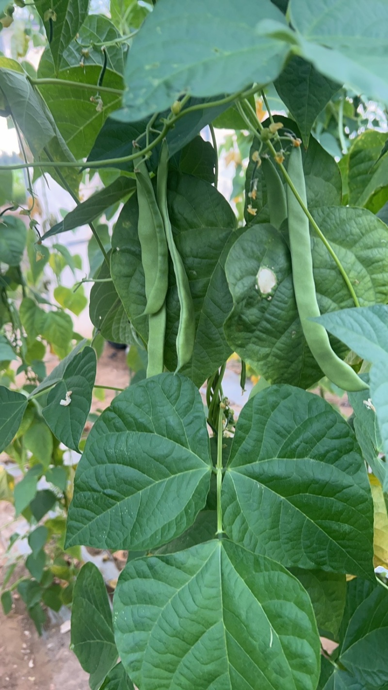 各种豆角，豆王架豆，白不老白芸豆，长豆角可一件代发