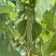 各种豆角，豆王架豆，白不老白芸豆，长豆角可一件代发
