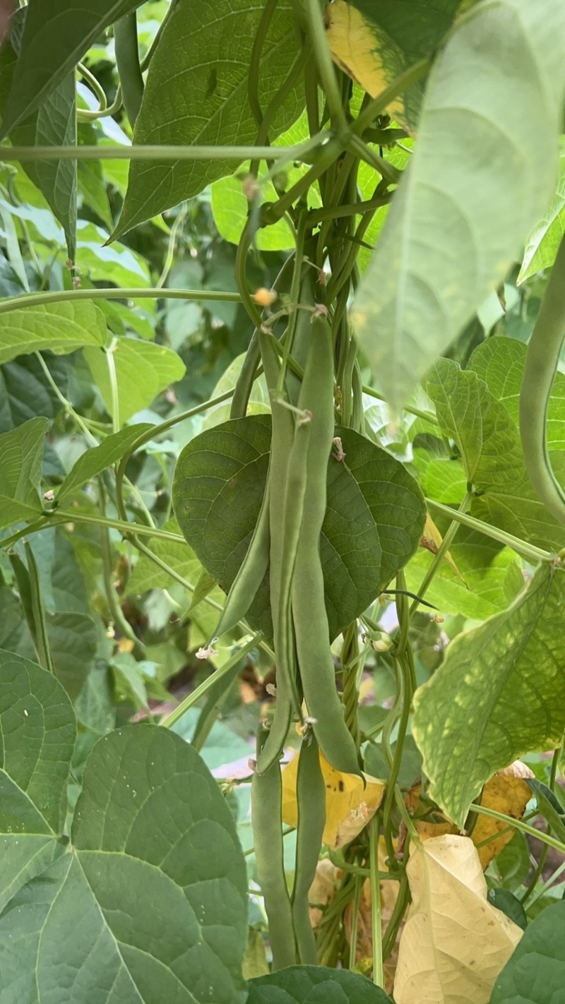 各种豆角，豆王架豆，白不老白芸豆，长豆角可一件代发