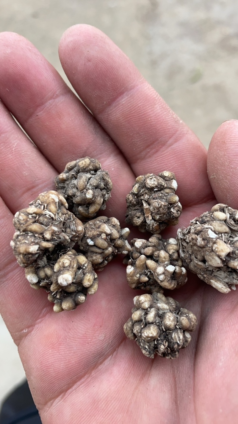 水洗两遍各种猫爪草黄皮黑皮
