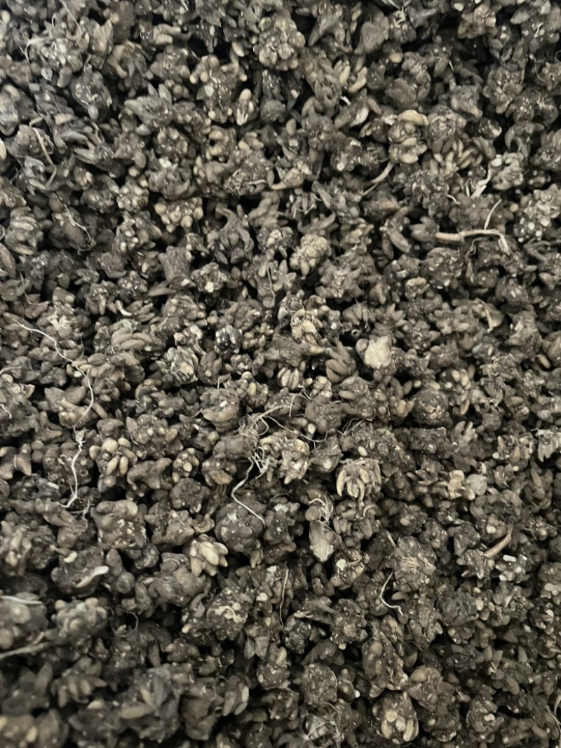 水洗两遍各种猫爪草黄皮黑皮