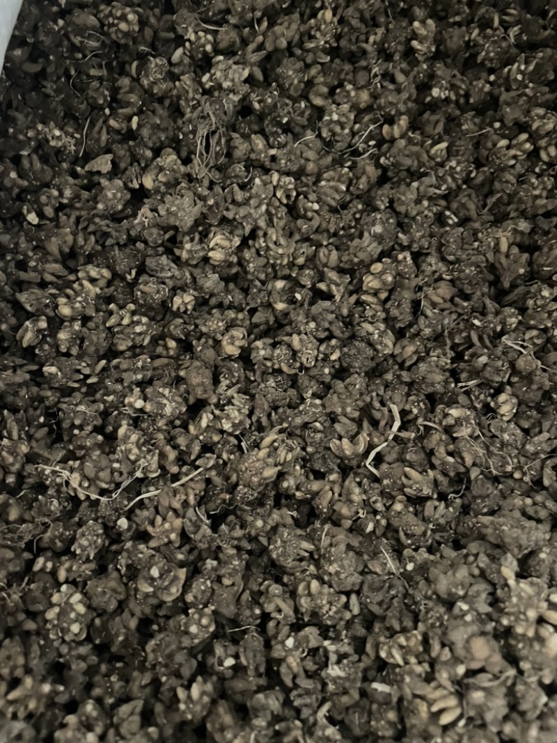 水洗两遍各种猫爪草黄皮黑皮