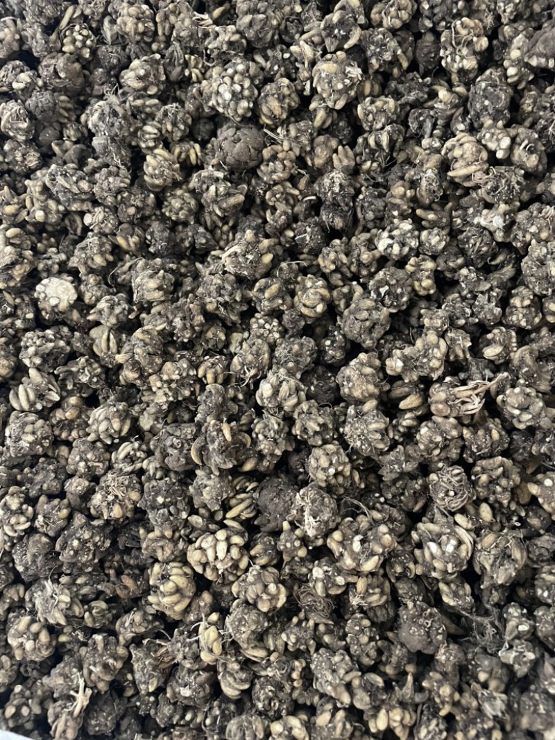 水洗两遍各种猫爪草黄皮黑皮