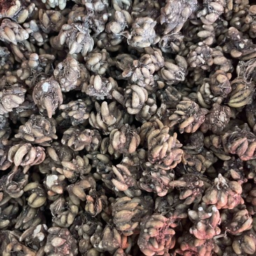 水洗两遍各种猫爪草黄皮黑皮