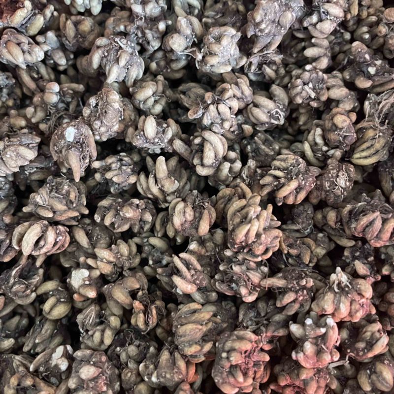水洗两遍各种猫爪草黄皮黑皮