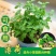 十香菜食用薄荷苗农村带根留兰香薄荷苗种庭院绿植四季可栽