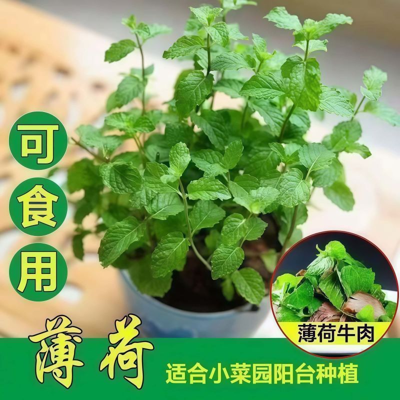 十香菜食用薄荷苗农村带根留兰香薄荷苗种庭院绿植四季可栽