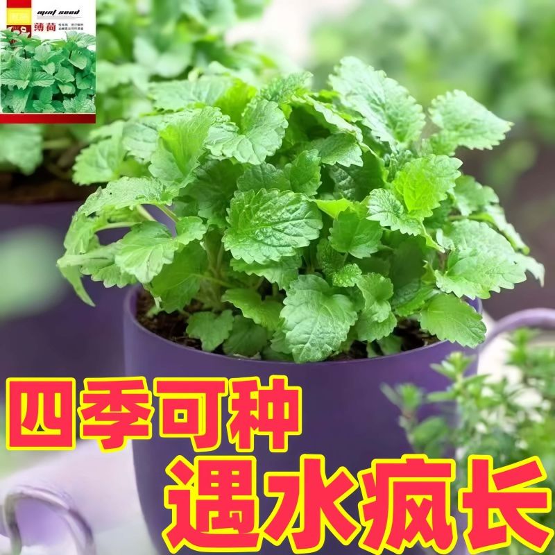 十香菜食用薄荷苗农村带根留兰香薄荷苗种庭院绿植四季可栽