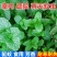 十香菜食用薄荷苗农村带根留兰香薄荷苗种庭院绿植四季可栽