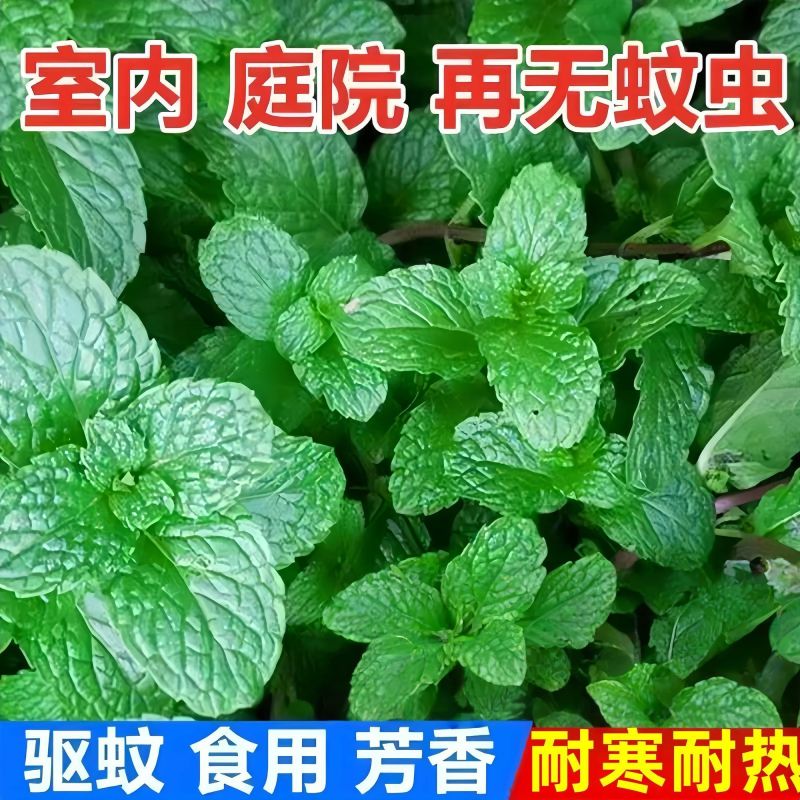 十香菜食用薄荷苗农村带根留兰香薄荷苗种庭院绿植四季可栽