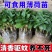 十香菜食用薄荷苗农村带根留兰香薄荷苗种庭院绿植四季可栽