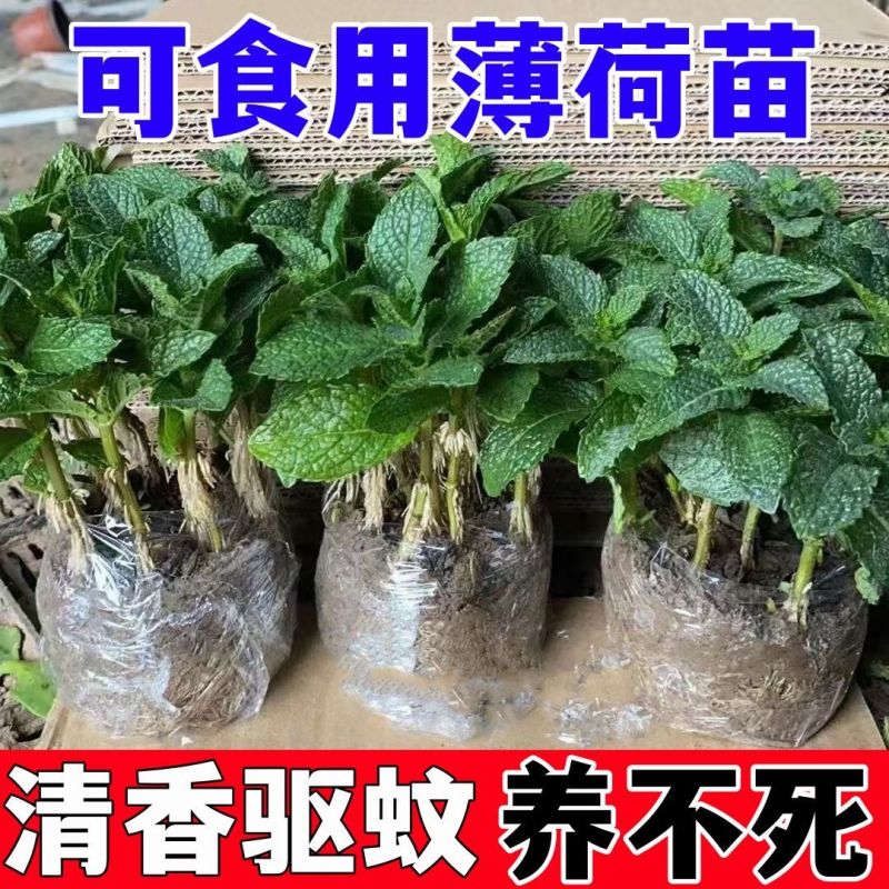 十香菜食用薄荷苗农村带根留兰香薄荷苗种庭院绿植四季可栽