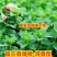 十香菜食用薄荷苗农村带根留兰香薄荷苗种庭院绿植四季可栽