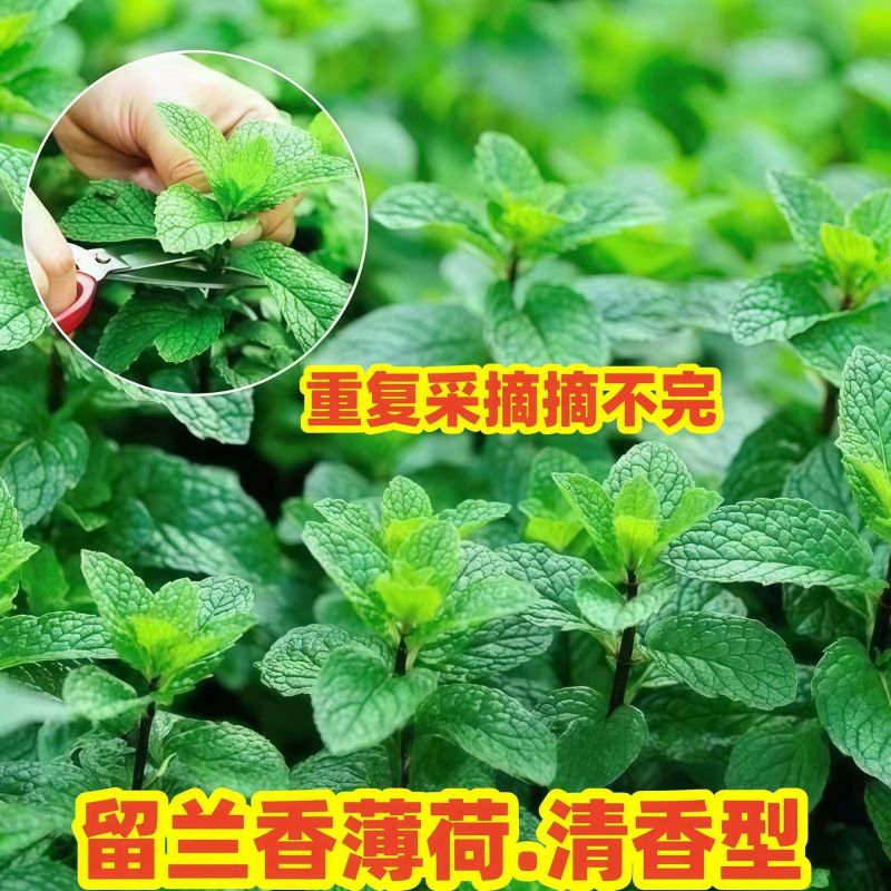 十香菜食用薄荷苗农村带根留兰香薄荷苗种庭院绿植四季可栽