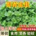 十香菜食用薄荷苗农村带根留兰香薄荷苗种庭院绿植四季可栽