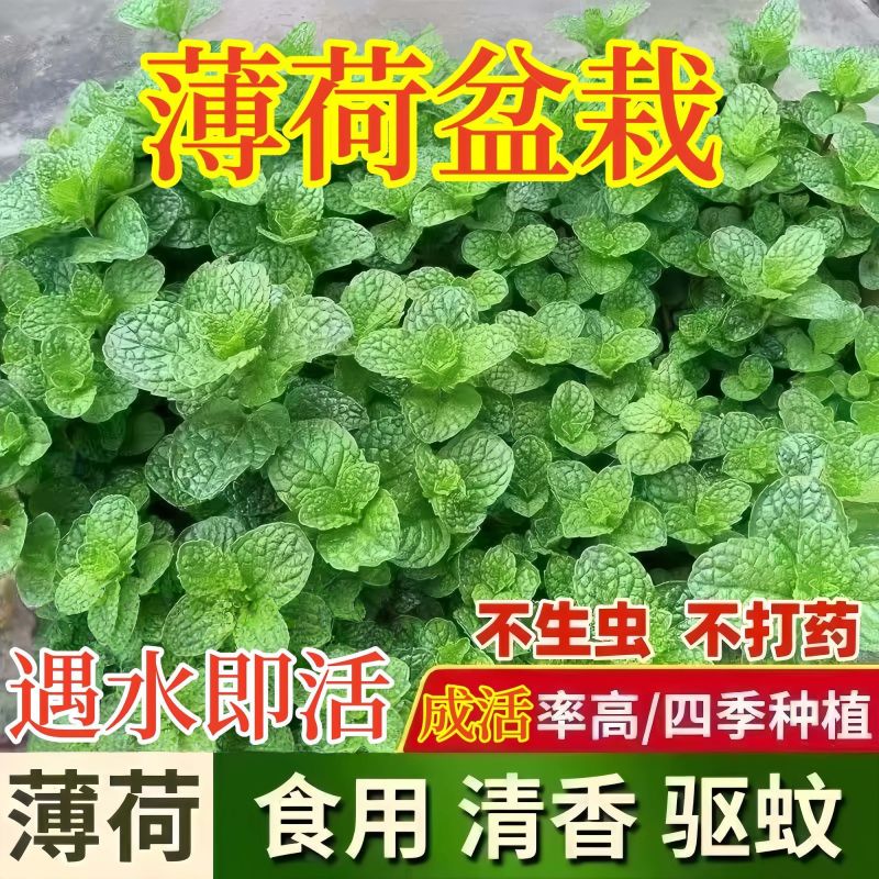 十香菜食用薄荷苗农村带根留兰香薄荷苗种庭院绿植四季可栽