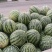 精品头茬美都西瓜