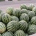 精品头茬美都西瓜