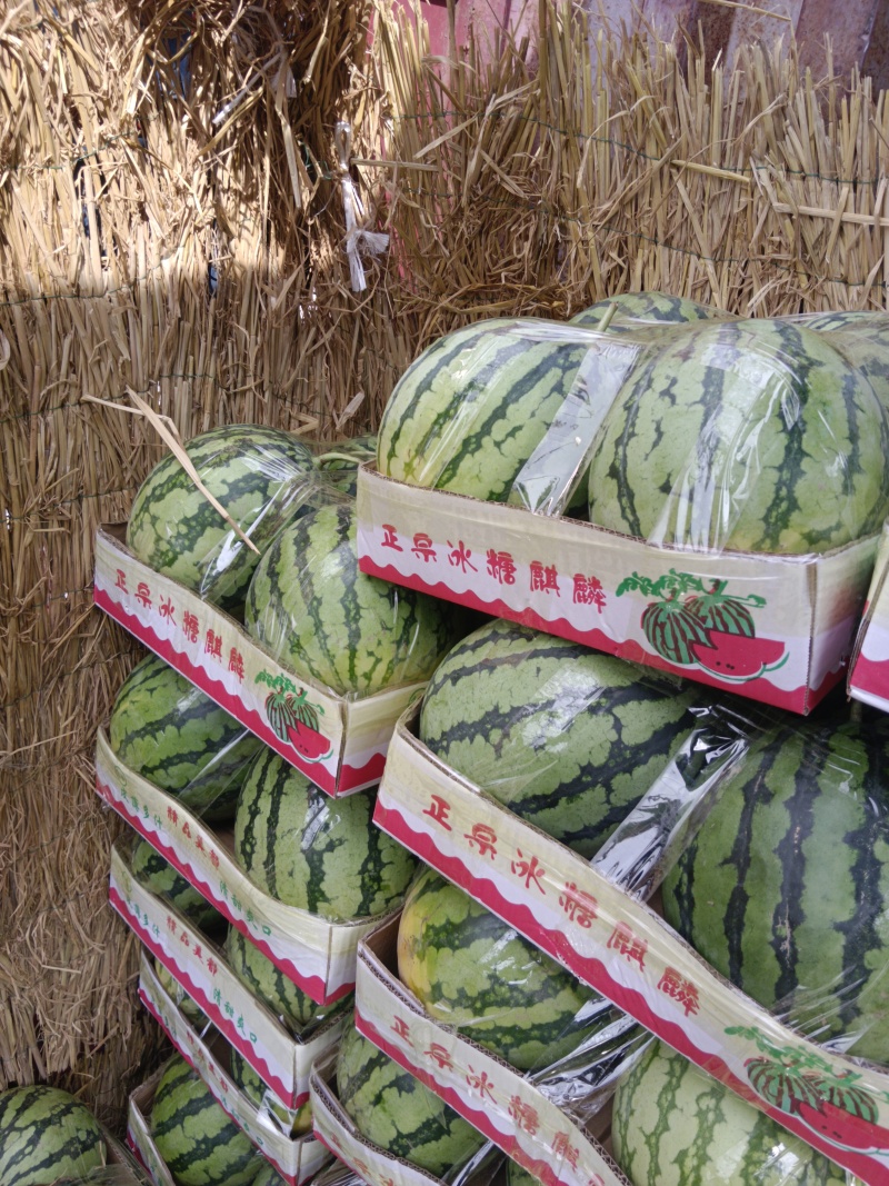 精品头茬美都西瓜