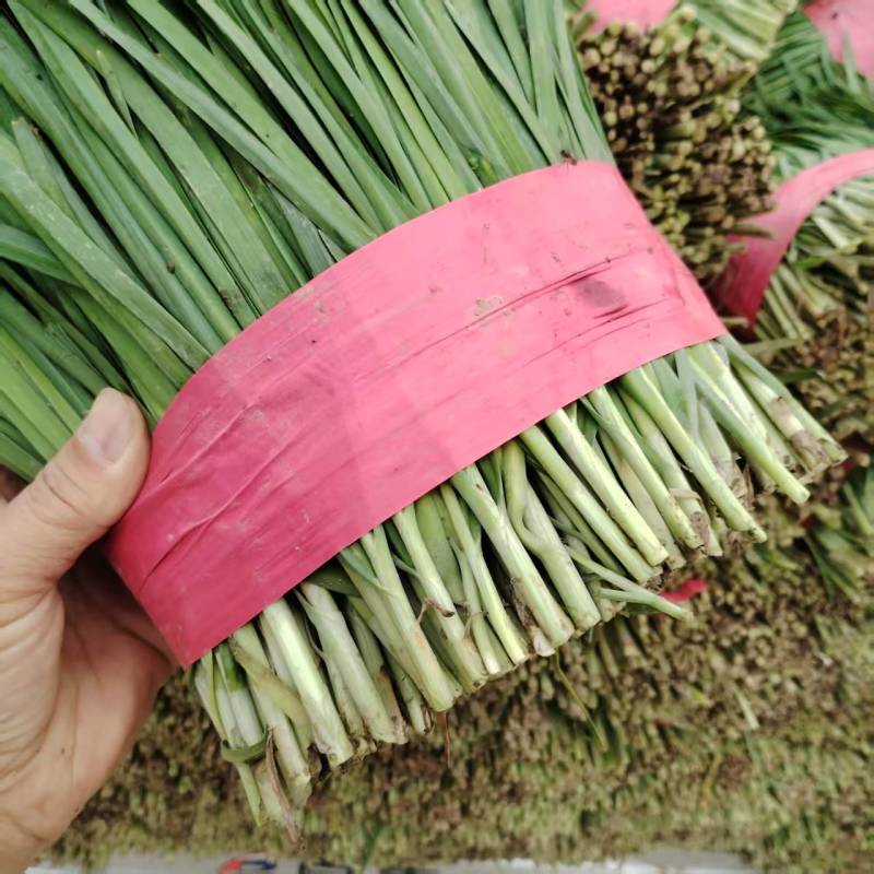 韭菜供应产地直发货源市场商超电商加工厂大量供应